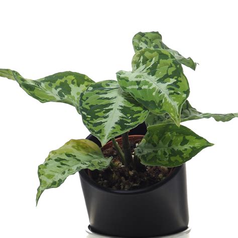 Aglaonema Pictum Tricolor - Woon Leng Nursery