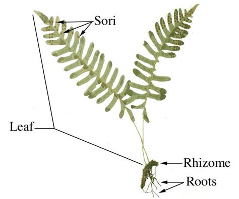 Fern Sporophyte Sori