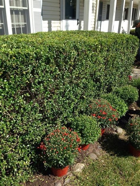 Time to Prune Evergreens - Landwork Contractors | Evergreen, Evergreen shrubs, Prune