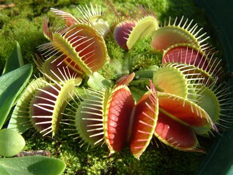 A Mais Famosa Planta Carnívora! Venus Flytrap - Planta Jovem - R$ 19,90 ...