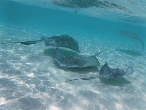 Snorkeling Stingray City - Grand Cayman