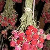 Globe Amaranth | LoveJoy Farms