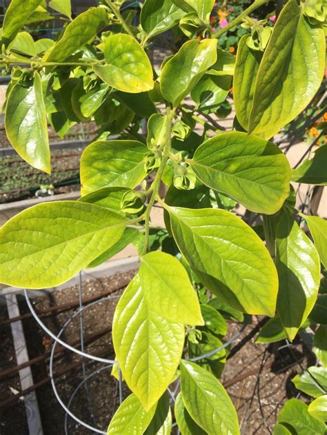 Fuyu Persimmon leaves yellowing (trees forum at permies)