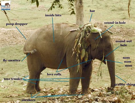 A detailed look at Asian elephant anatomy. #UnscienceAnAnimal (this ...