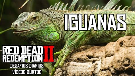 Localização da Iguana Red Dead Redemption 2 - YouTube