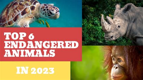 Top 6 Endangered Animals [UPDATED 2023] - YouTube