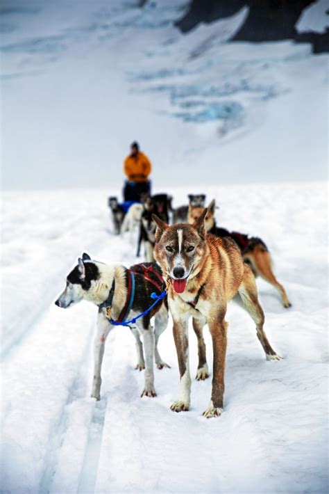 Where to Go Dog Sledding in Alaska | Celebrity Cruises