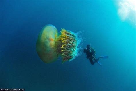 Nomura's jellyfish - Alchetron, The Free Social Encyclopedia