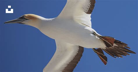 White bird flying during daytime photo – Free New zealand Image on Unsplash