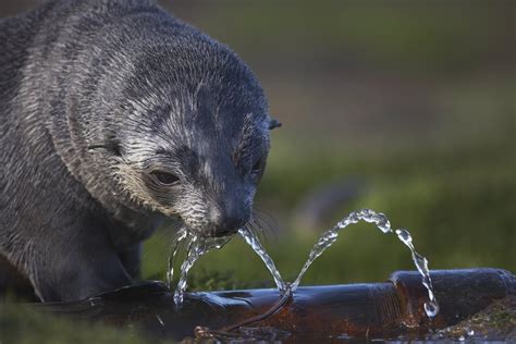 Antarctic Fur Seal - Facts, Information and Amazing Pictures | by Pets ...