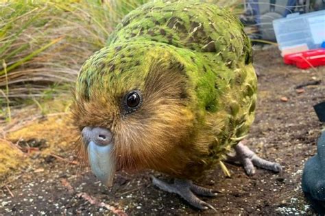 Dwindling New Zealand kakapo population threatened by disease | The ...