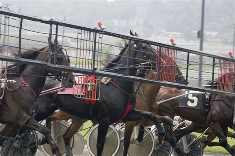 My Standardbred Racing