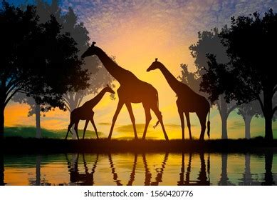 163 Giraffe Eating Tree Leaves Stock Illustrations, Images & Vectors ...