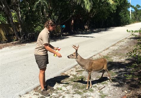 Officials Rush to Save Endangered Deer From Flesh-Eating Screwworms - Newsweek