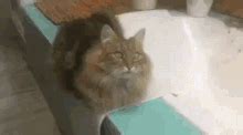 Funny Cat Meme GIFs | Tenor