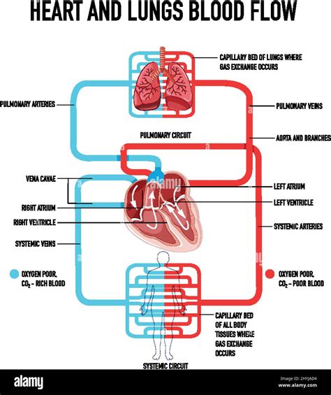 Diagram showing heart and lungs blood flow illustration Stock Vector ...