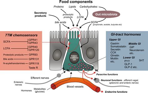 A Gut Feeling for Obesity: 7TM Sensors on Enteroendocrine Cells: Cell Metabolism