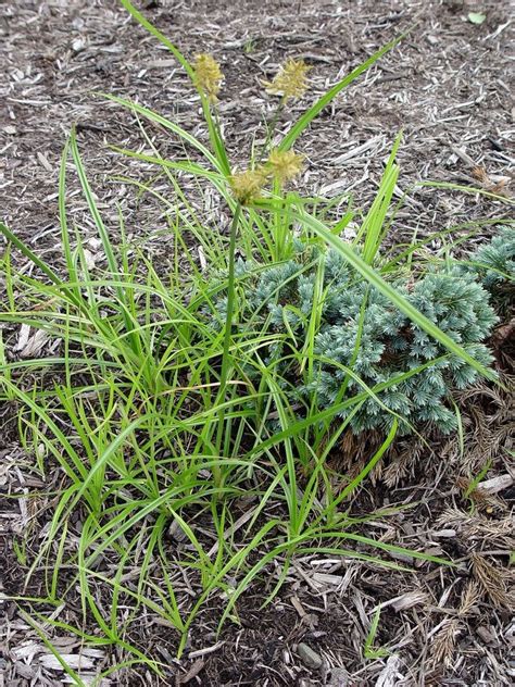 Grass in the flower beds - pennlive.com