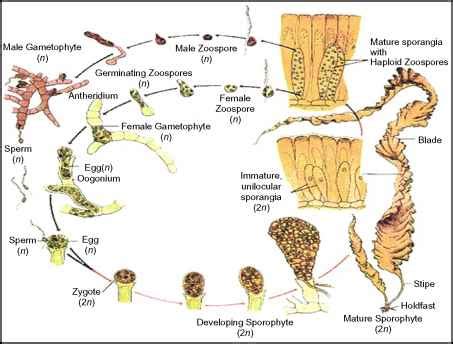 Life Cycle Laminaria And Fucus Brown Algae