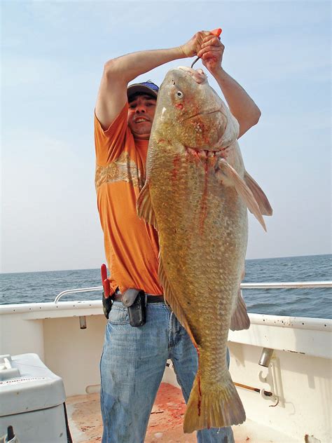 Black Drum: From Delaware to Great Bay - The Fisherman