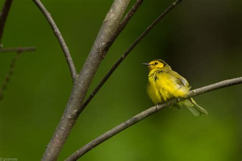 Hooded Warbler | Hooded Warbler Female G. R. Thompson WMA | Gary Robinette | Flickr