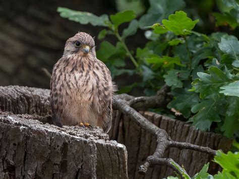 Kestrel Nesting in the UK | Birdfact