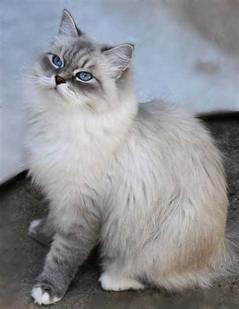 chat sibérien blue tabby point Pretty Cats, Beautiful Cats, Animals Beautiful, Cute Animals ...