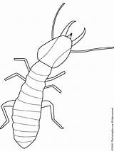 Silverfish Coloring Pages sketch template