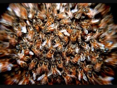 Insect swarm - Sound effects - YouTube