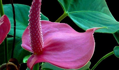 Anthurium Flower - Meaning, Symbolism and Colors | Flower Meanings