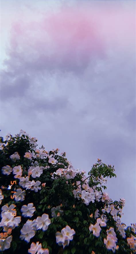 Roses are red...... | Scenery wallpaper, Iphone wallpaper sky, Flowers photography wallpaper