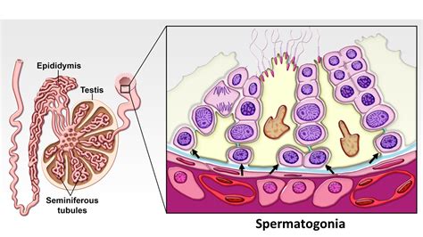 Rete Testis Histology