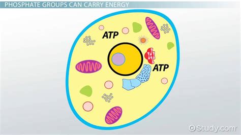 Phosphate Group | Definition, Formula & Structure - Lesson | Study.com