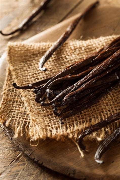 Raw Organic Vanilla Beans stock image. Image of cooking - 54615141