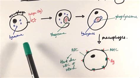 AS Biology - Phagocytosis (OCR A Chapter 12.5) - YouTube