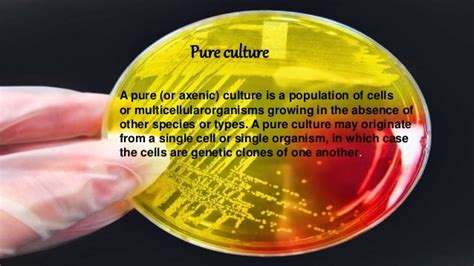 Pure culture techniques