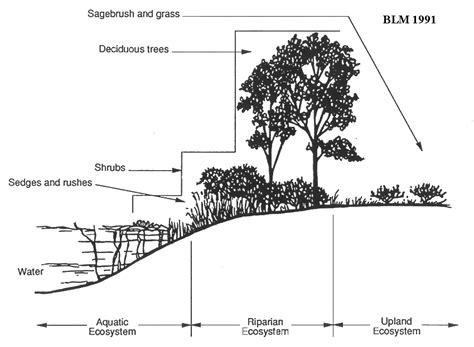 NMSU - Riparian Plants of New Mexico