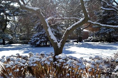 Plants that Look Great with Snow | Grimm's Gardens