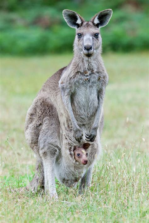 Eastern Grey Kangaroo (macropus Photograph by Martin Zwick - Fine Art ...