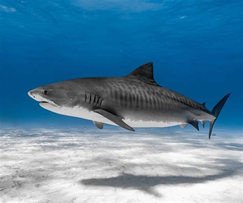 Fact File: Tiger shark (Galeocerdo cuvier)- Australian Geographic