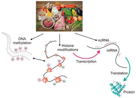 Nutrients | Free Full-Text | Is an “Epigenetic Diet” for Migraines Justified? The Case of Folate ...