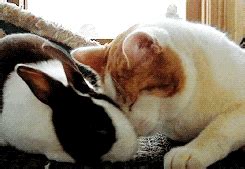 Cat Rabbit GIF - Find & Share on GIPHY