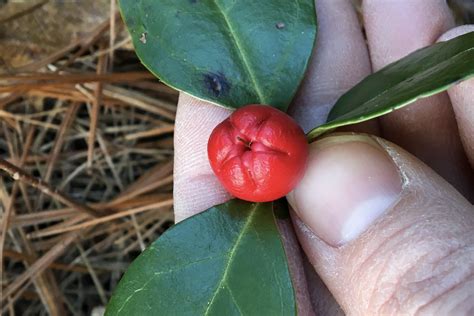 Wintergreen (Gaultheria procumbens) – Seashore to Forest Floor