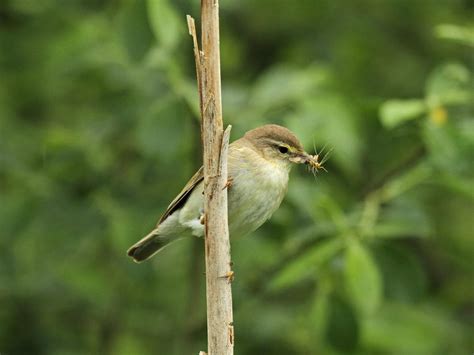 Willow Warbler Bird Facts (Phylloscopus trochilus) | Birdfact