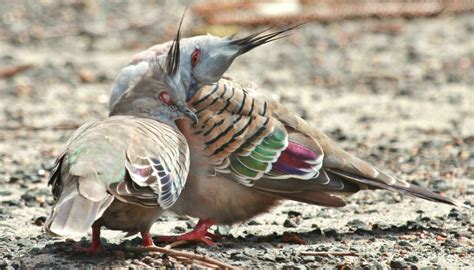 Crested Pigeon in Australia 25925357 Stock Photo at Vecteezy