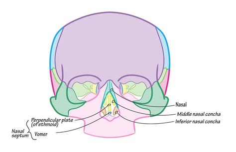 #anatomy #physiology Answer: The vomer and the perpendicular plate of the ethmoid bone. The ...