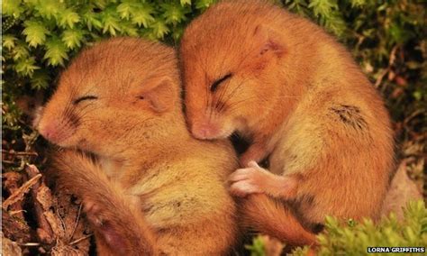 Nottinghamshire dormice: Hopes for breeding link-up - BBC News