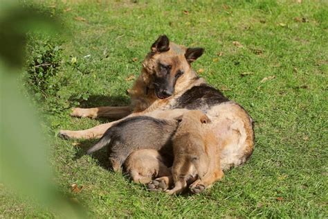 German Shepherd Pregnancy Calendar - Isis Revkah