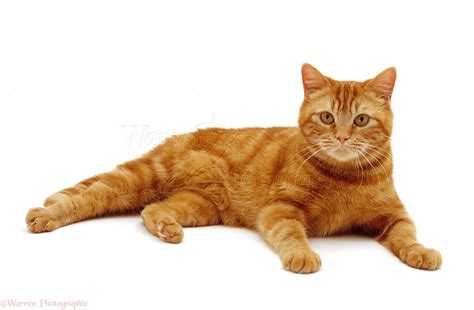 Ginger female cat photo WP15568