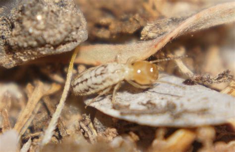 Termites on Ground In Arizona - Termite ID Requests - Ants ...